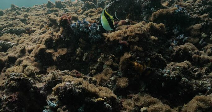 Two black and yellow Moorish idol fish in the Indian ocean.