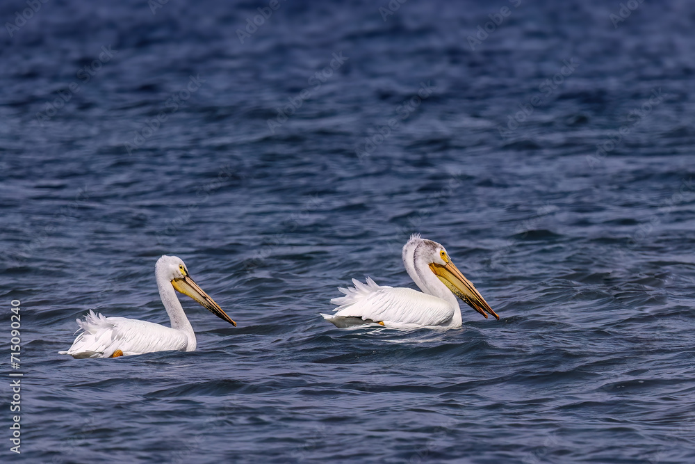 Poster  American white pelican on the lake Michigan