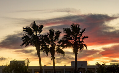 Obraz premium sunset at the beach with palm trees