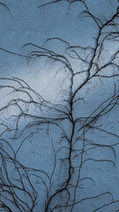 A wall of a house with branches of a plant climbing along it without leaves and a ray of light in the middle.