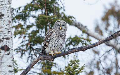 barred owl perched in winter