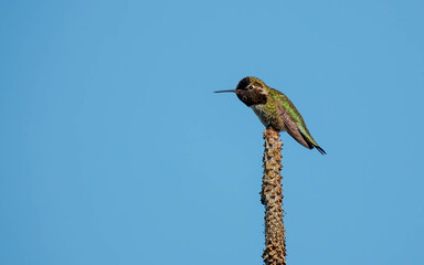male Costa's hummingbird on plant