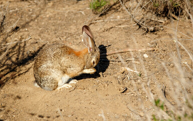 rabbit hare resting in desert