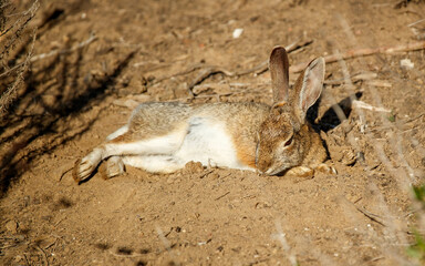 rabbit hare resting in desert