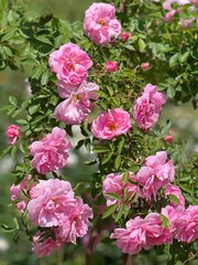 Climbing rose bush with pink beautiful flowers.