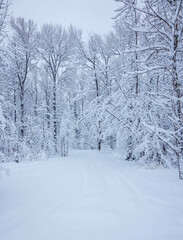 snowy winter forest storm cold snow
