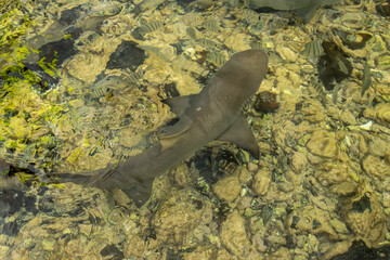 baby lemon sharks swimming in the water