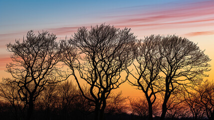 Silhouettes of trees against a vibrant sunset sky, creating a serene and peaceful scene