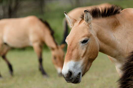 Przewalski's horses graze peacefully on a lush green meadow