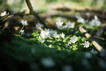 White spring flowers Anemone nemorosa blooms in the sunlight in the forest. Blurred forest floor in...