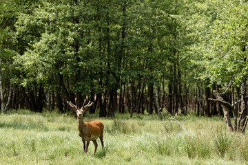A deer in a forest clearing with copy space
