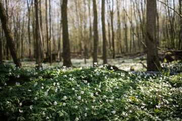 White spring flowers Anemone nemorosa blooms in the sunlight in the forest. Blurred forest landscape in the background with a field of anemone flowers