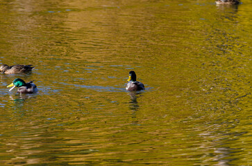 family of ducks on the pond in summer