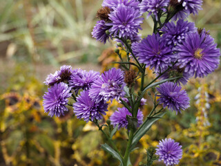 flowers in the garden