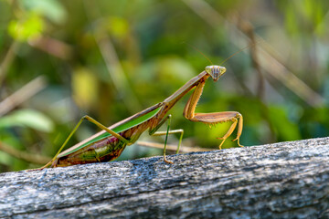 Whole body side view of a Chinese praying mantis , tenodera sinensis