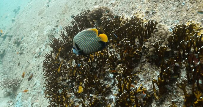 Emperor angelfish swimming by corals over seabed of the Andaman sea.