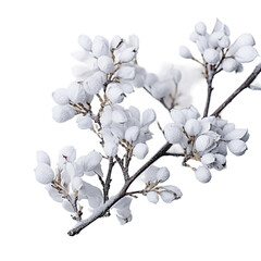 Shrub branches with snow, isolated on white or transparent background.