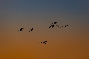 Flock of geese coming into land during a vibrant sunset or dawn
