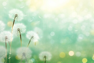  a close up of a dandelion on a sunny day with blurry boke of the dandelions in the foreground.