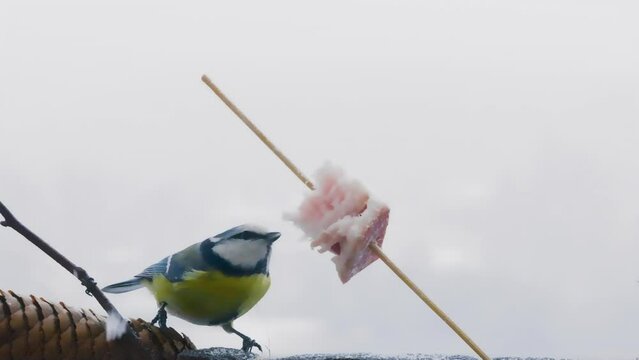 Eurasian blue tit eats a piece of bacon and salo against the backdrop of a winter landscape.