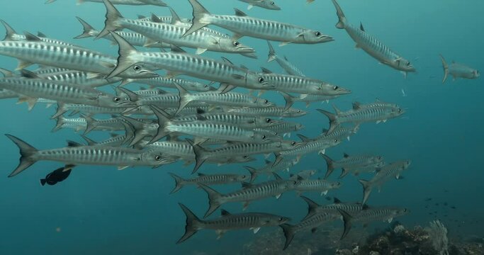 Group of intimidating great barracuda fish schooling in the ocean.