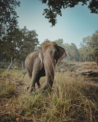 elephant walking in the grass