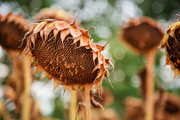 Sunflower harvesting season in autumn. Harvesting seeds Dry ripe sunflower close-up on soft blurred field background.