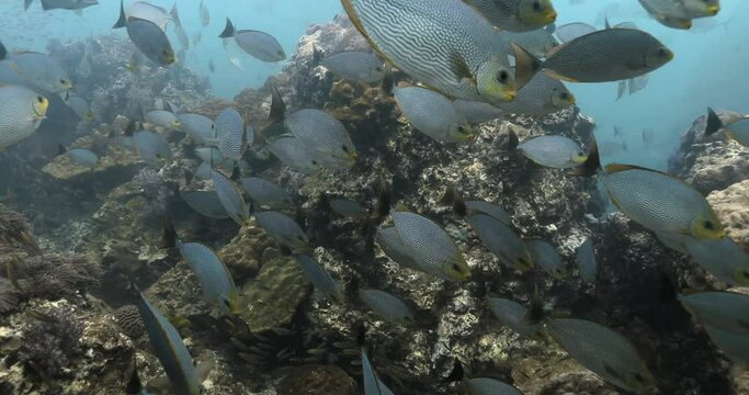 Java rabbitfish eating algae stuck on corals in the Andaman sea.