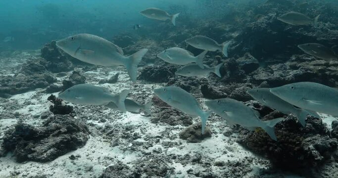 Group of Longface emperor fish schooling over sandy sea bottom.
