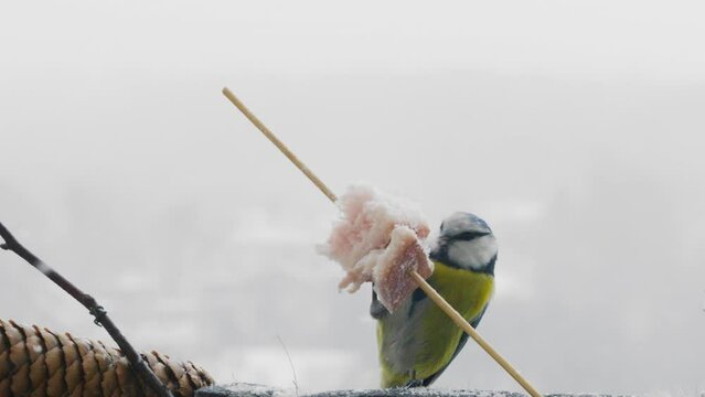 Eurasian blue tit eats a piece of bacon and salo against the backdrop of a winter landscape.