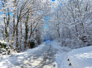 white snow on trees. Road in forest. Winter season