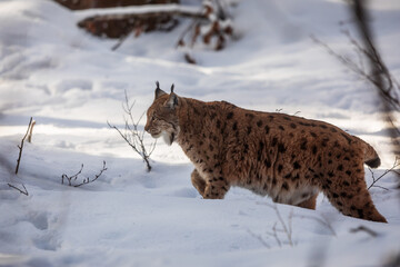 adult male Eurasian lynx (Lynx lynx) going uphill in the snow