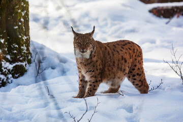 adult male Eurasian lynx (Lynx lynx) in the winter forest © michal
