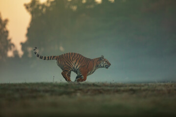Fototapeta premium Siberian tiger (Panthera tigris tigris) in the early morning run