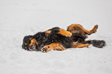 male black and gold Hovie dog enjoys the snow and rolls in it