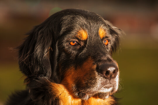male black and gold Hovie dog nice portrait in low sun