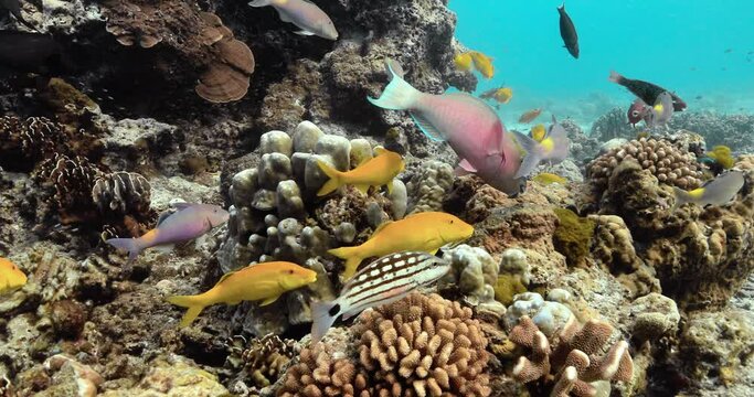 Parrotfish and sea fishes over coral reefs.