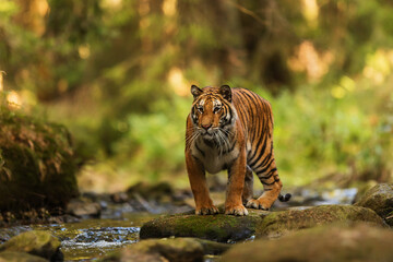 Siberian tiger (Panthera tigris tigris) in a taiga in the woods on a stream