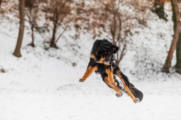 male black and gold Hovie dog jumping for a toy in the winter park