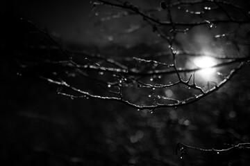 Branches in the rays of the sun in winter. shallow depth of field. Black and white photo.