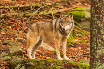 Fototapeta premium Eurasian wolf (Canis lupus lupus) on a stone with moss
