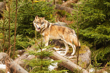 Eurasian wolf (Canis lupus lupus) waiting for the pack