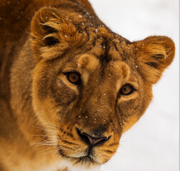 dangerouse lion (Panthera leo) lioness snowy head in detail