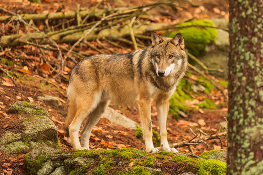 Eurasian wolf (Canis lupus lupus) on a stone with moss © michal
