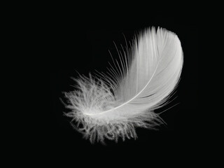 A white bird feather in close-up, highlighted on black background. A detailed delicate fluffy feather. The angel symbol