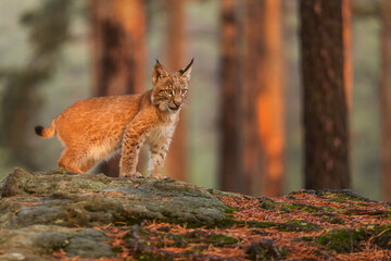 male Eurasian lynx (Lynx lynx) © michal