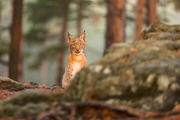 cub male Eurasian lynx (Lynx lynx) © michal