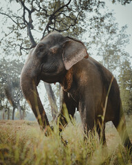 elephant in the wild