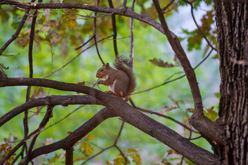 A squirrel of Milan, Italy