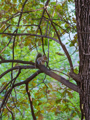 A squirrel of Milan, Italy